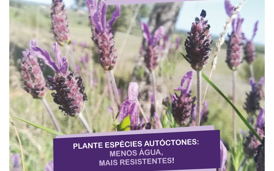 Vamos mudar atitudes!: Plante espécies autóctones: menos água, mais resistentes!